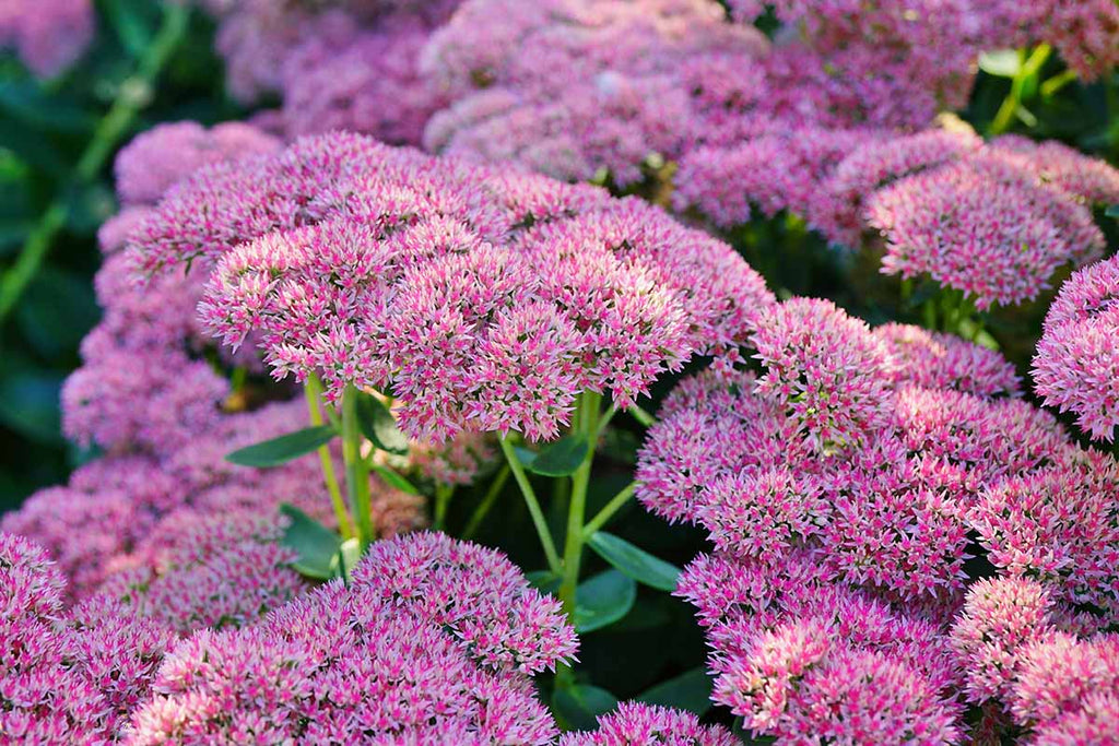 Sedum 'Autumn Joy' (Hylotelephium herbstfreude)