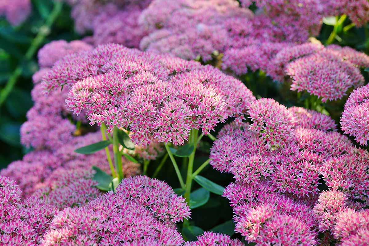 Sedum 'Autumn Joy' (Hylotelephium herbstfreude)