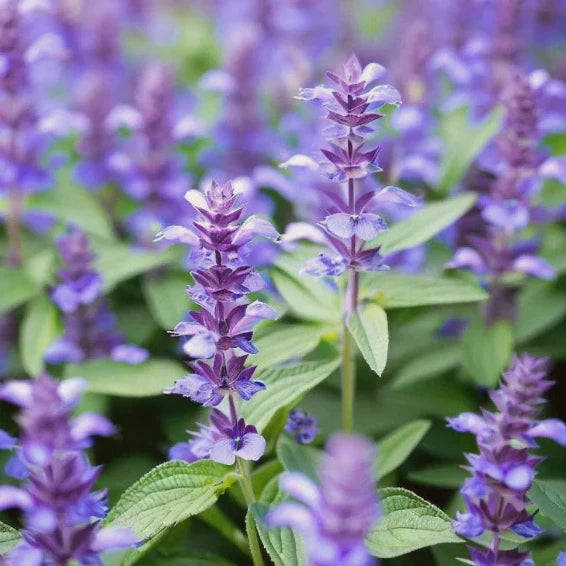 Hyssop (Hyssopus officinalis)
