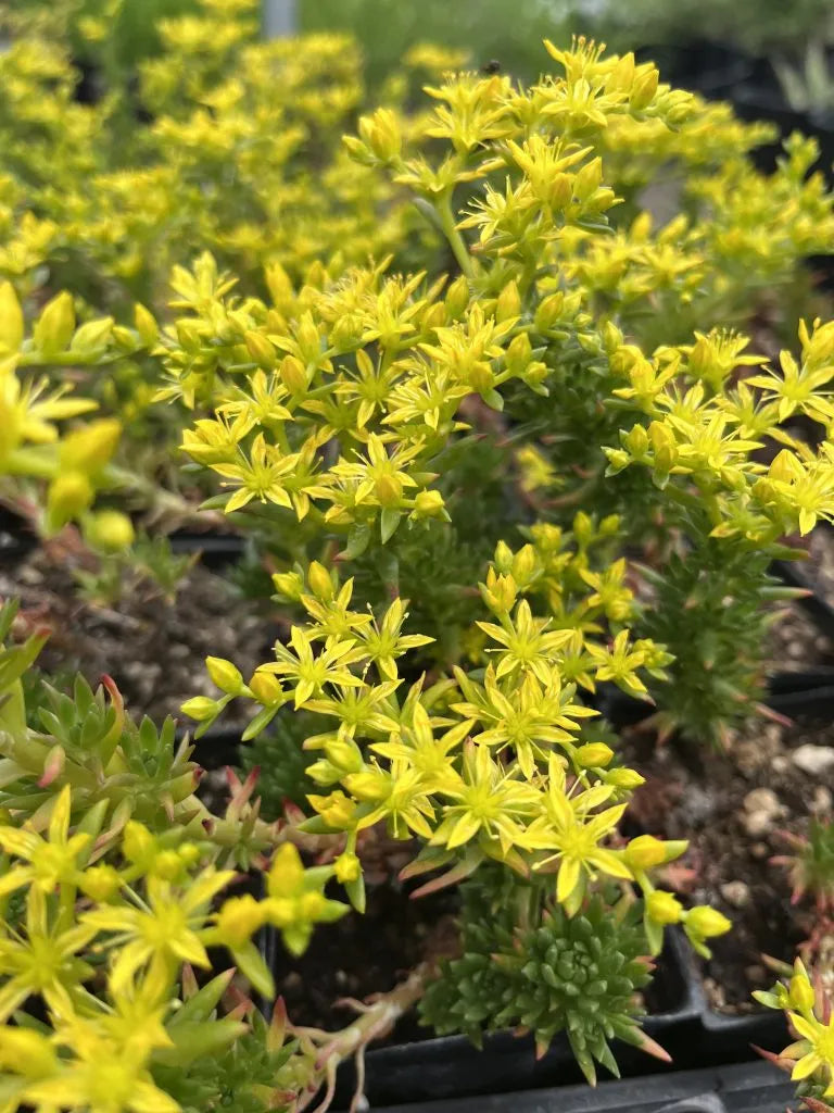 Douglas Stonecrop (Sedum stenopetalum)