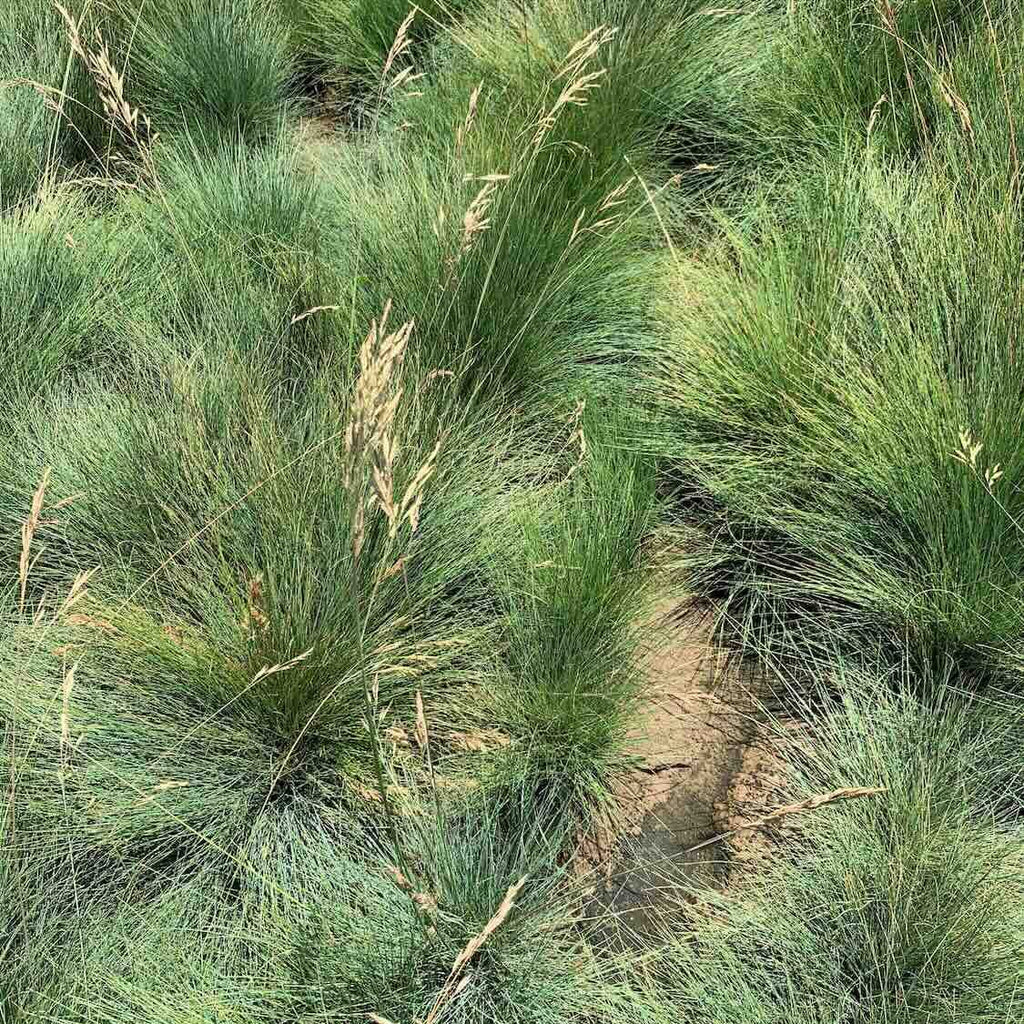 Idaho fescue (Festuca idahoensis)