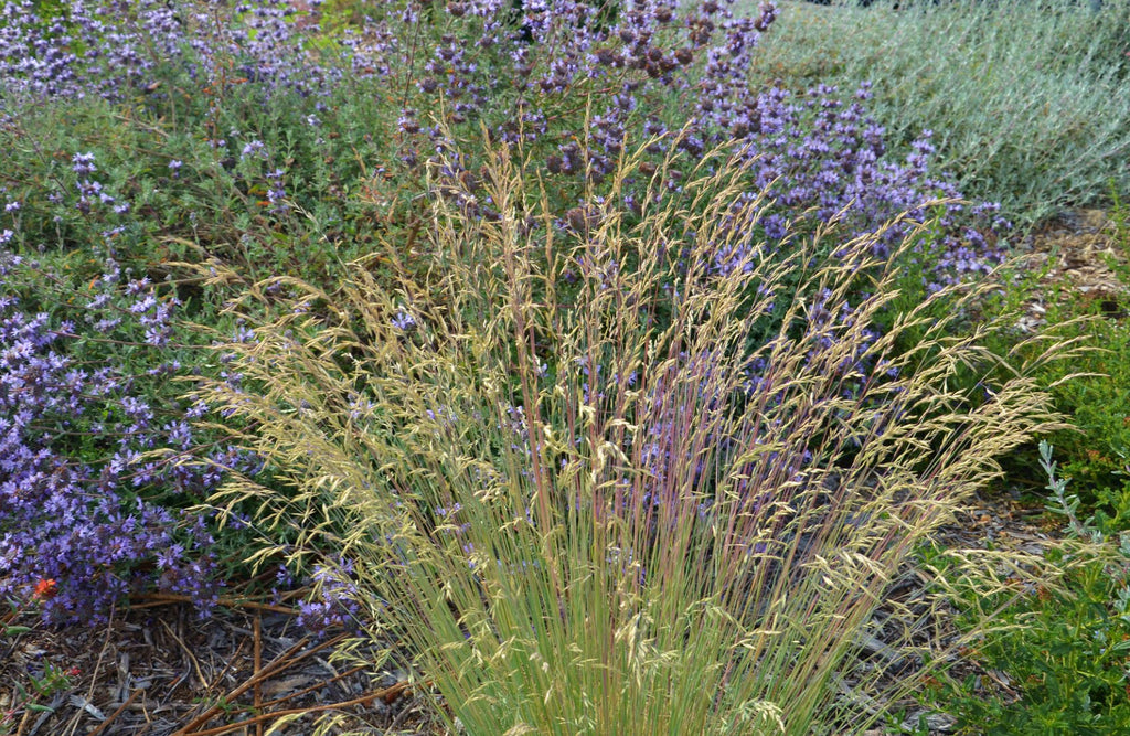 Idaho fescue (Festuca idahoensis)