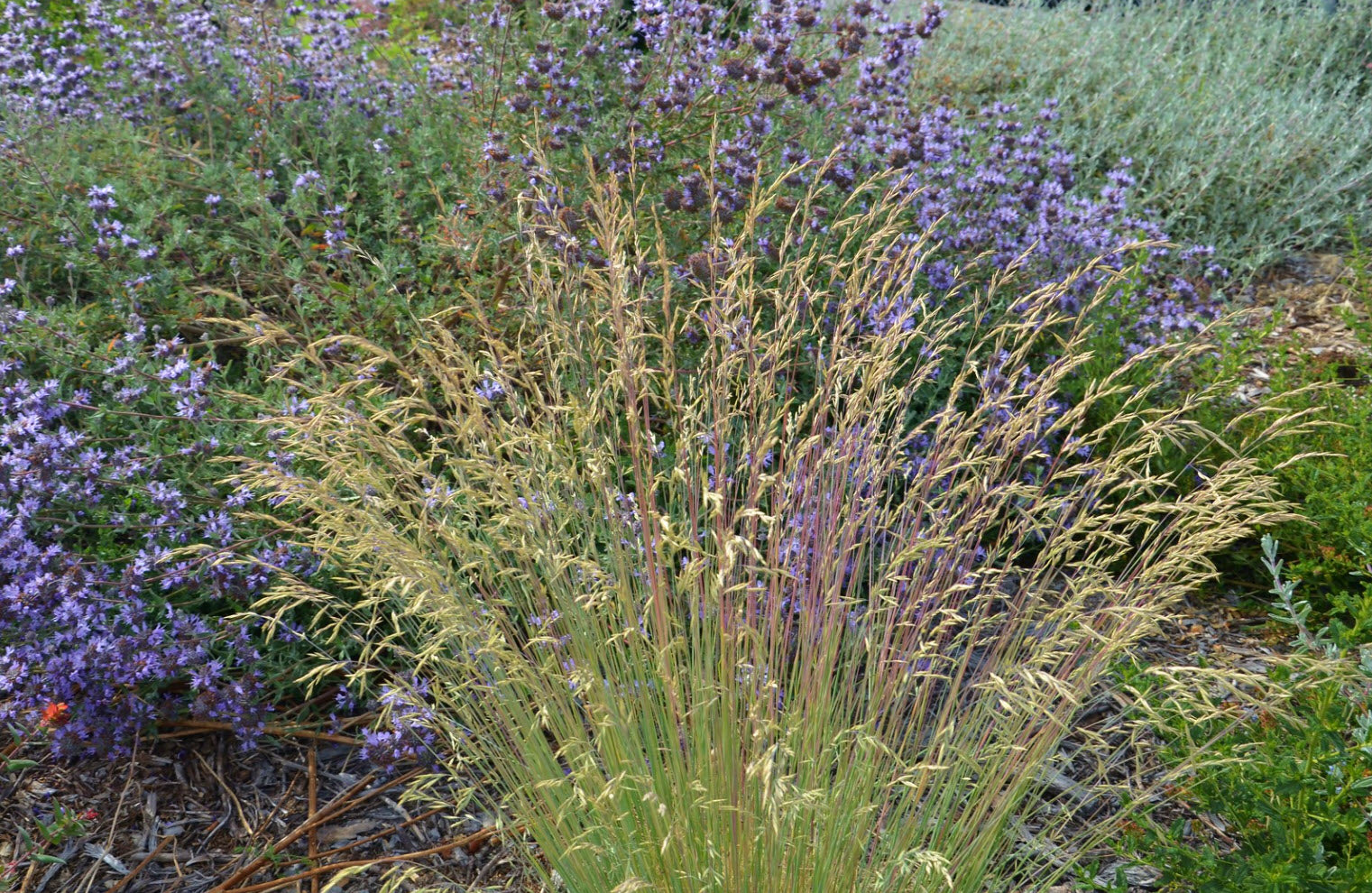 Idaho fescue (Festuca idahoensis)