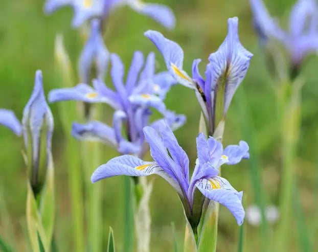 Rocky Mountain Iris (Iris missouriensis)