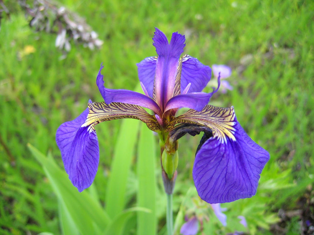 Beachhead Iris (Iris setosa)