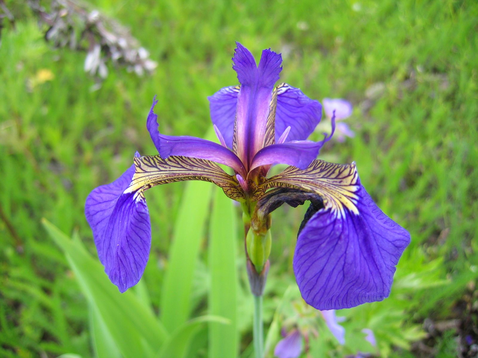 Beachhead Iris (Iris setosa)