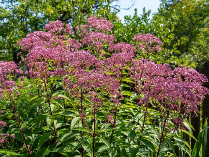 Joe-Pye-weed (Eutrochium purpureum)