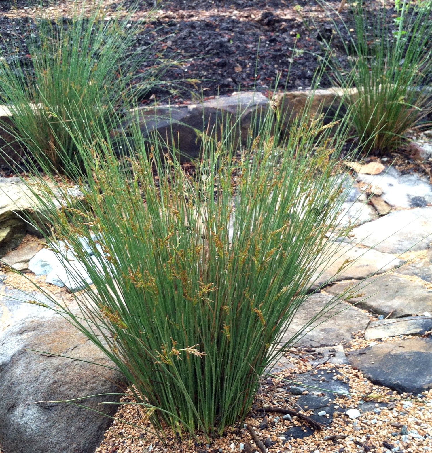 Soft Rush (Juncus effusus)