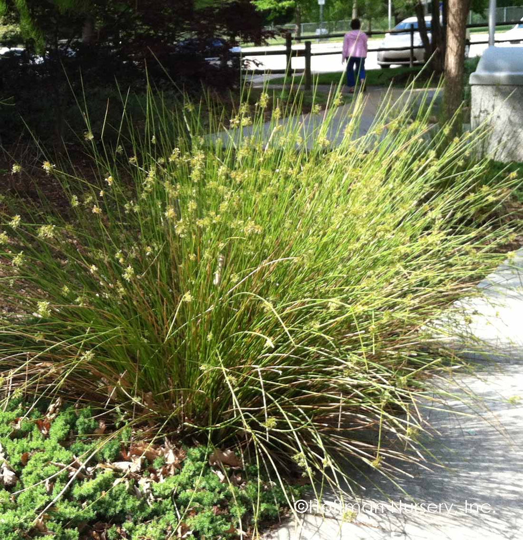 Common Rush (Juncus effusus)