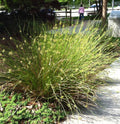 Common Rush (Juncus effusus)