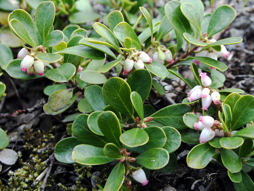 Kinnikinnick aka 'Bearberry'