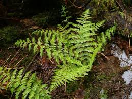 Lady Fern (Athyrium filix-femina)