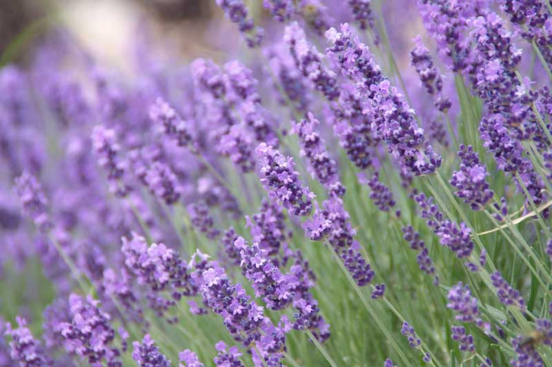 Lavender (Lavendula angustifolia)
