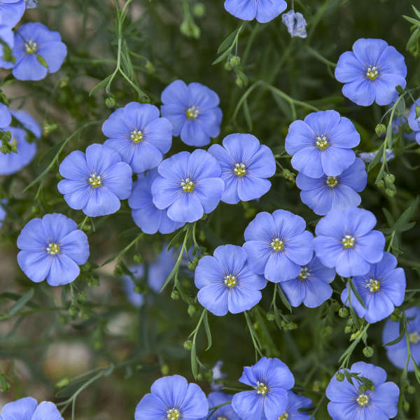 Lewis Flax (Linum lewisii)