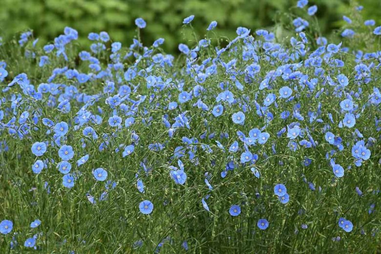Lewis Flax (Linum lewisii)