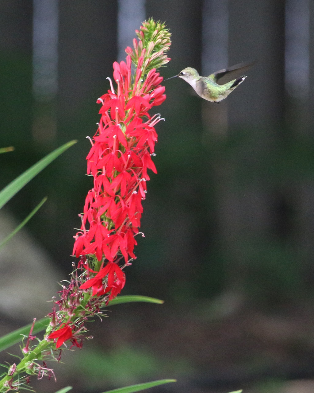 Cardinal Flower (Lobelia cardinalis)
