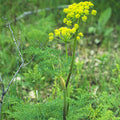 Fernleaf Biscuitroot (Lomatium dissectum)