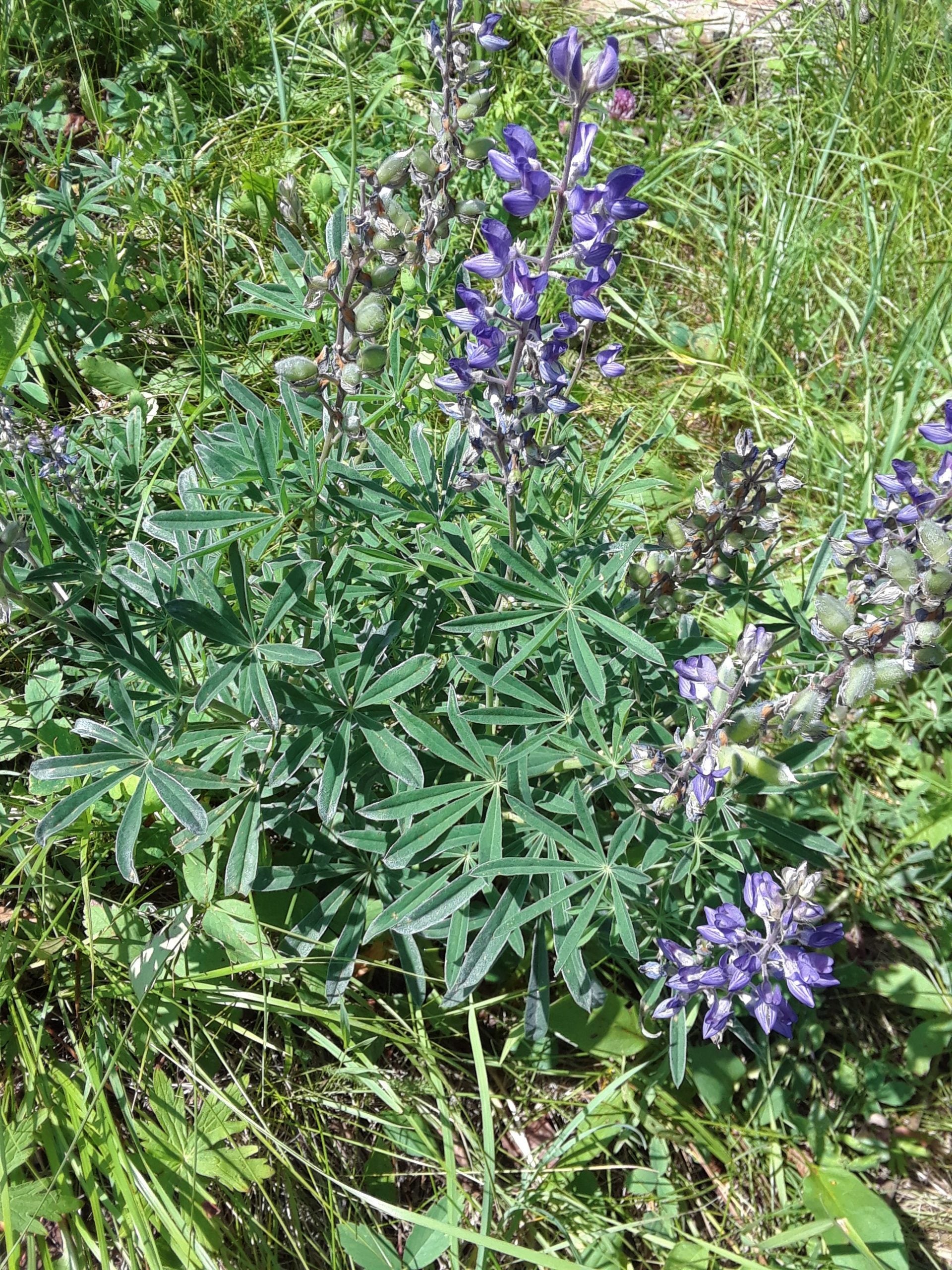 Silky Lupine (Lupinus sericeus)