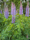 Large-Leaved Lupine (Lupinus polyphyllus)