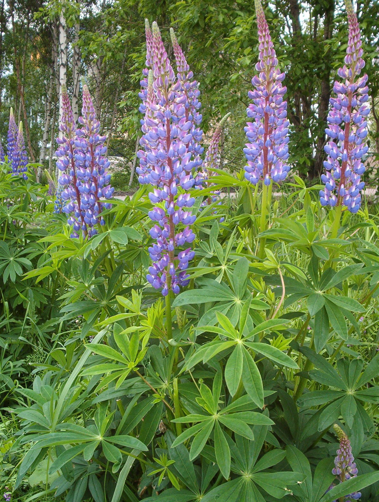 Large-Leaved Lupine (Lupinus polyphyllus)