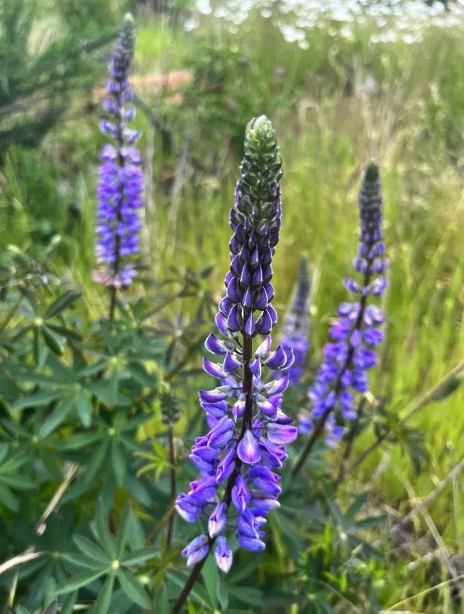 Riverbank Lupine (Lupinus rivularis)