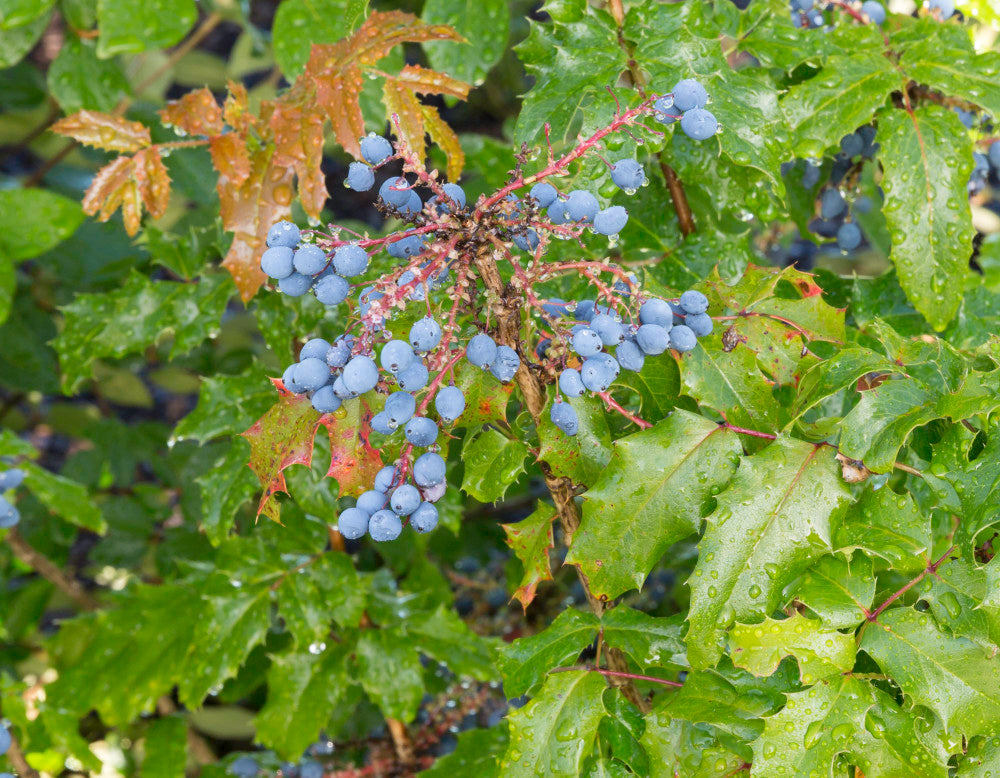 Creeping Oregon Grape (Mahonia repens)