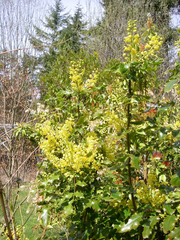 Tall Oregon Grape (Berberis aquifolium)