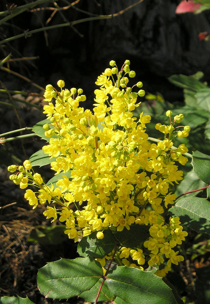 Creeping Oregon Grape (Mahonia repens)