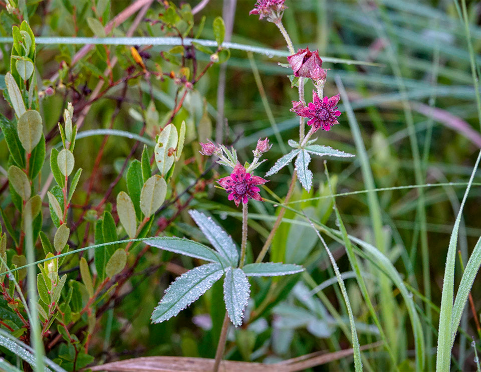 Marsh cinquefoil (Comarum palustre)