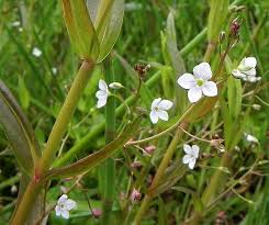 Marsh speedwell (Veronica scutellata)