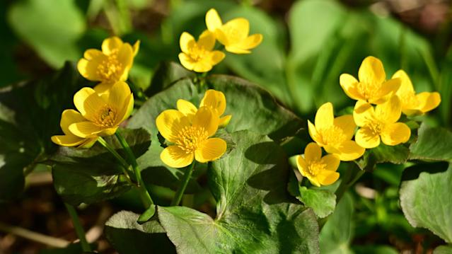 Marsh Marigold (Caltha palustris)