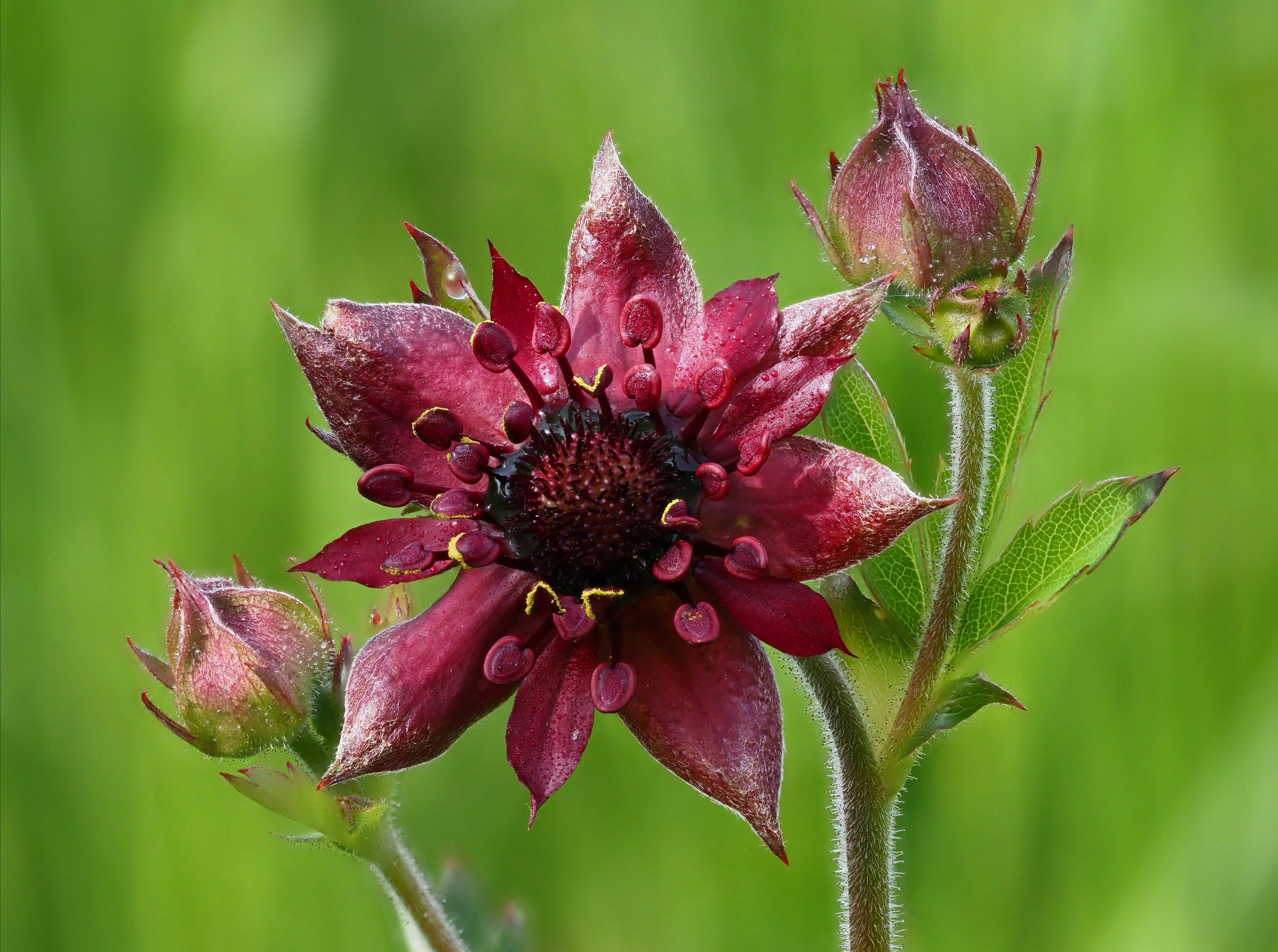 Marsh cinquefoil (Comarum palustre)