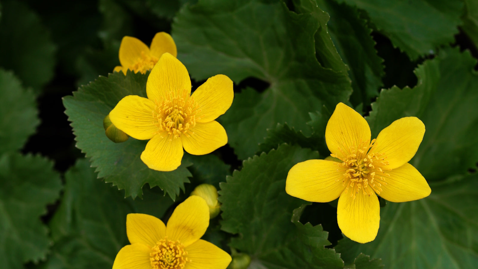 Marsh Marigold (Caltha palustris)