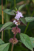Canada Mint (Mentha canadensis)