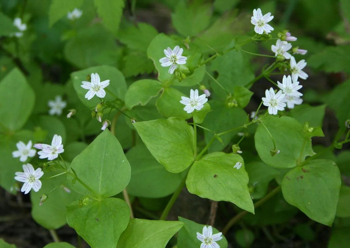 Siberian Miner's Lettuce (Claytonia sibirica)