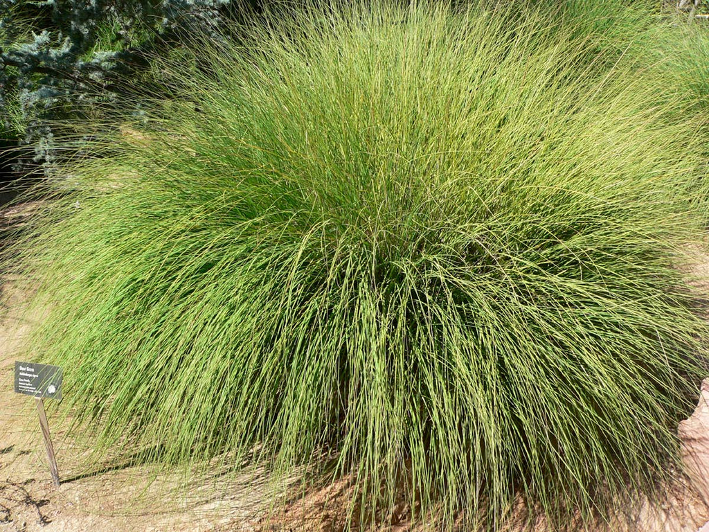 Muhlies (Muhlenbergia spp.)