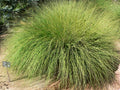 Muhlies (Muhlenbergia spp.)