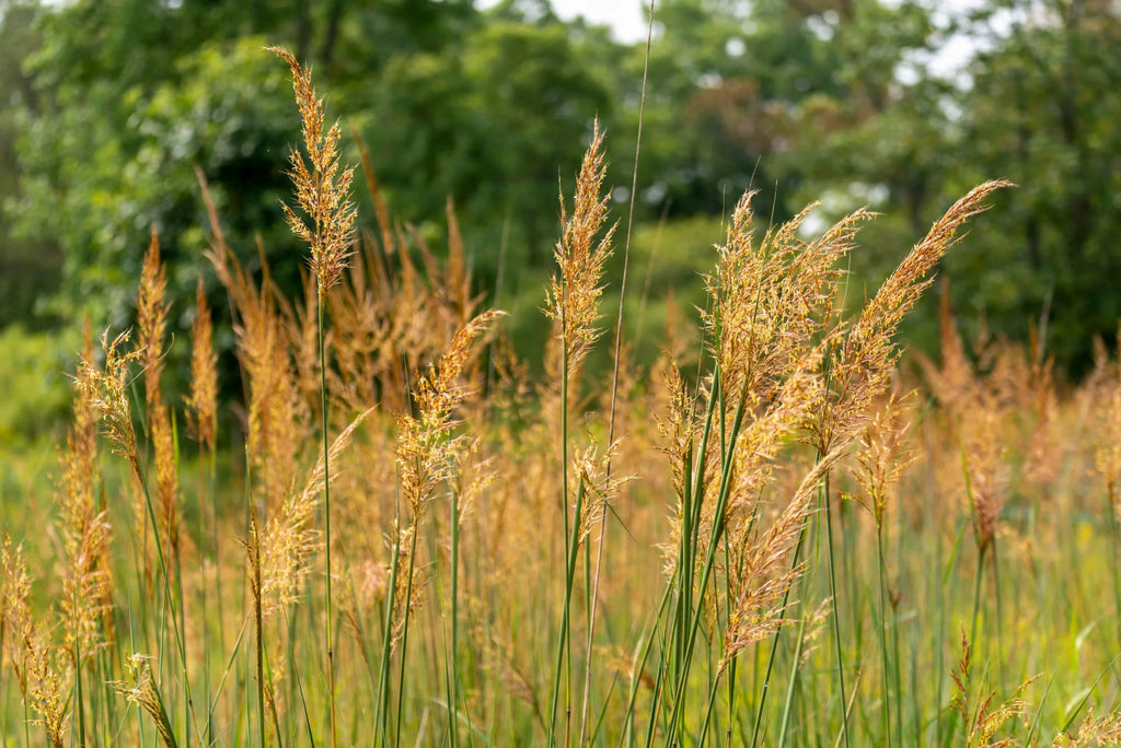 Yellow Indiangrass (Sorghastrum nutans)