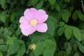 Nootka Rose (Rosa nutkana)