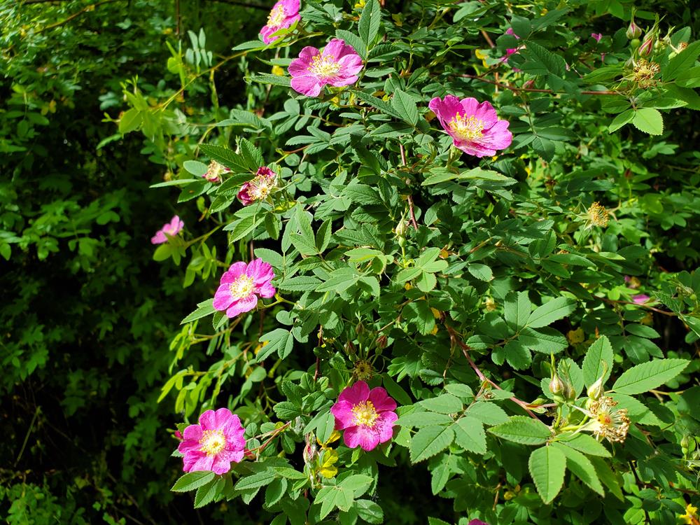 Nootka Rose (Rosa nutkana)