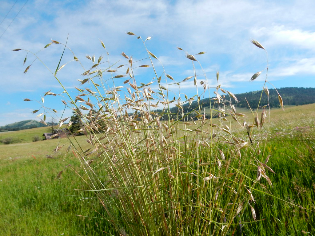 California Oatgrass (Danthonia californica)