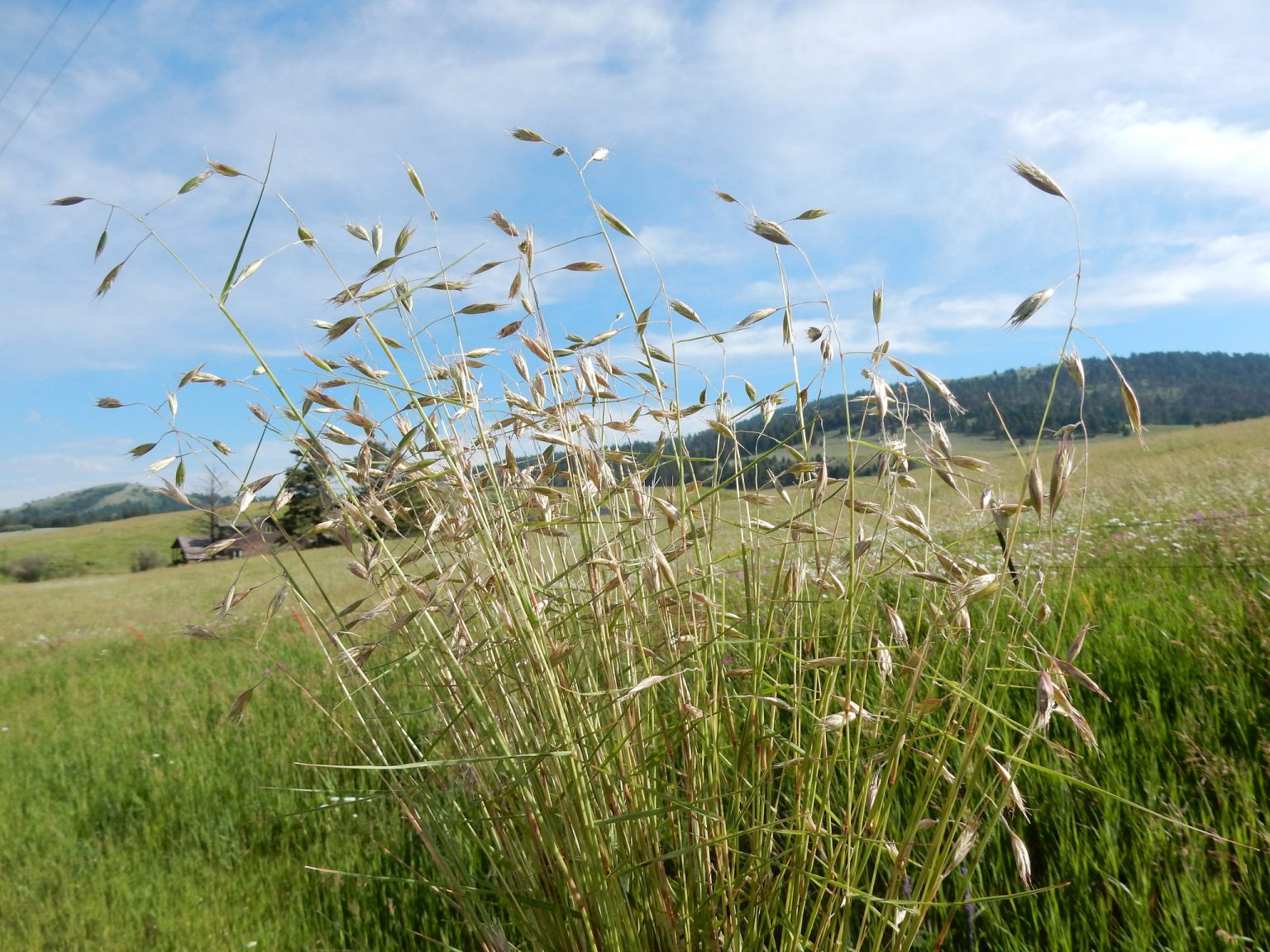 California Oatgrass (Danthonia californica)