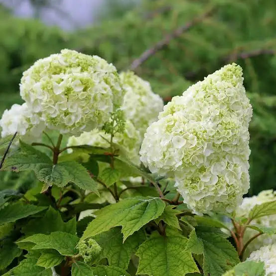 Oakleaf Hydrangea (Hydrangea quercifolia)