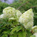 Oakleaf Hydrangea (Hydrangea quercifolia)