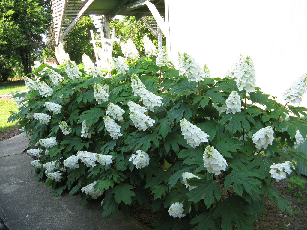 Oakleaf Hydrangea (Hydrangea quercifolia)