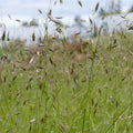 California Oatgrass (Danthonia californica)