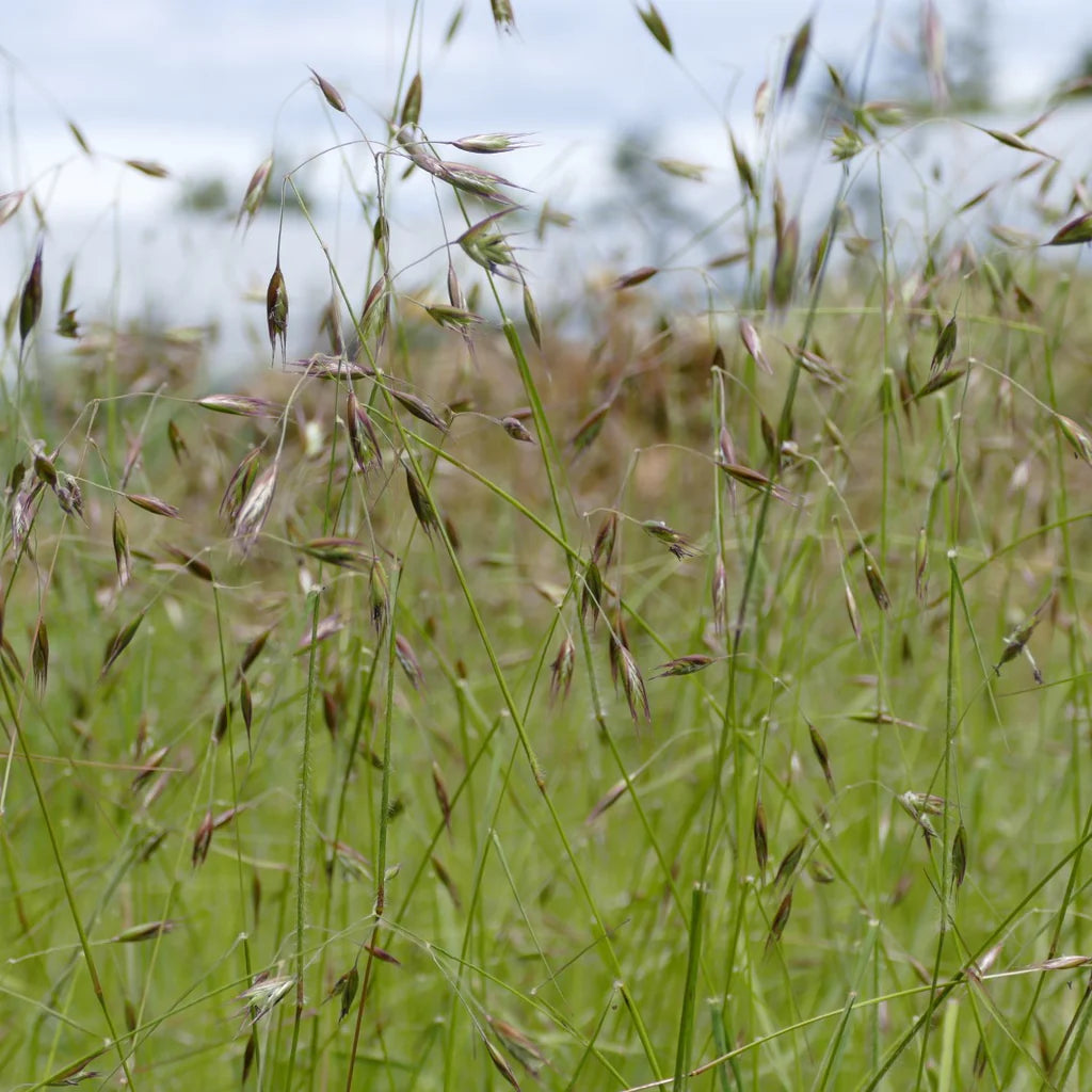 California Oatgrass (Danthonia californica)