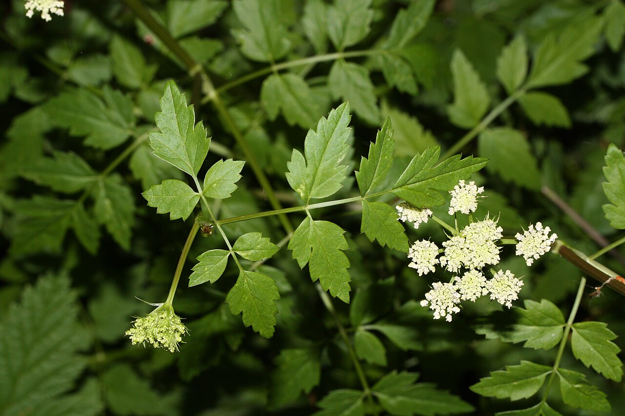 Pacific Water Parsley (Oenanthe sarmentosa)