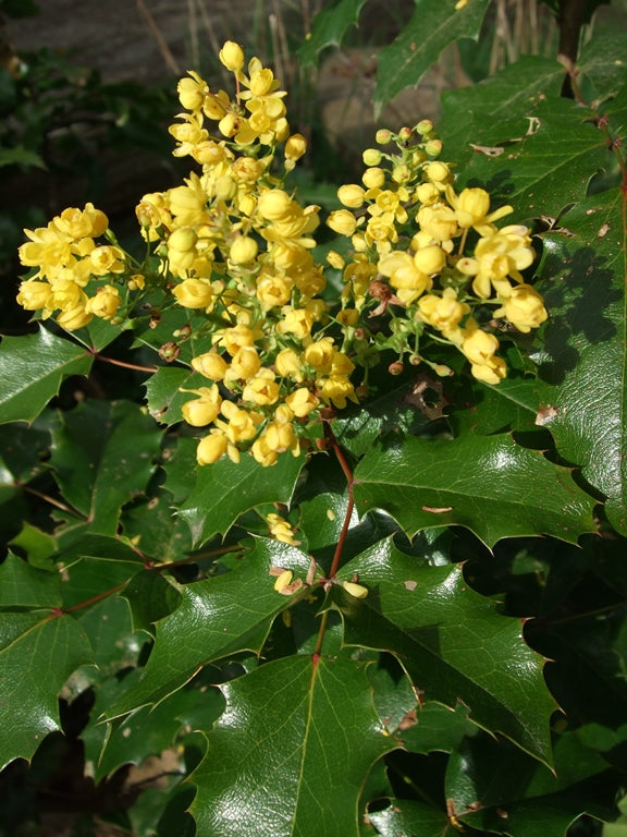 Tall Oregon Grape (Berberis aquifolium)