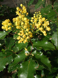 Tall Oregon Grape (Berberis aquifolium)
